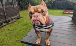 RSPCA centre launches initiative to support animals in need of care 