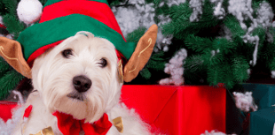 Festive day out planned for dogs and their humans