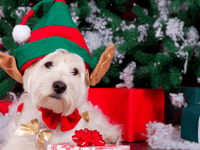 Festive day out planned for dogs and their humans