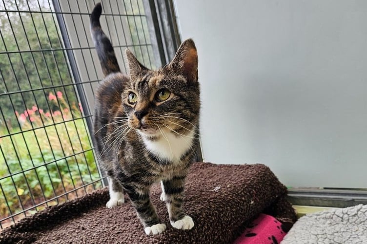 Could Lady Tilly be your purr-fect companion through life? (Picture: RSPCA Cornwall)