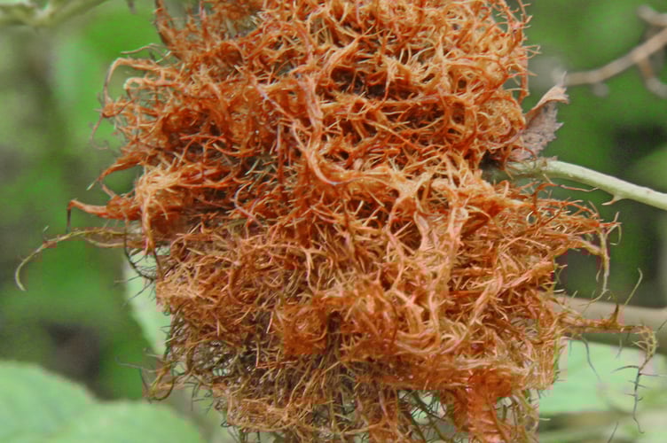 Robin's pincushion