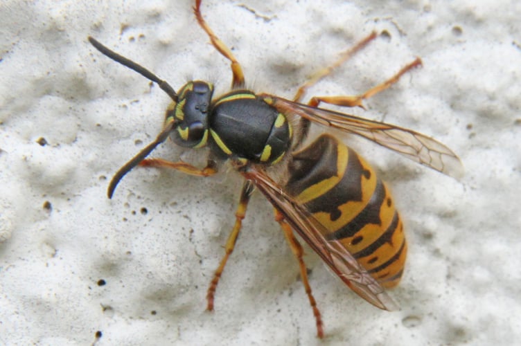 German wasp