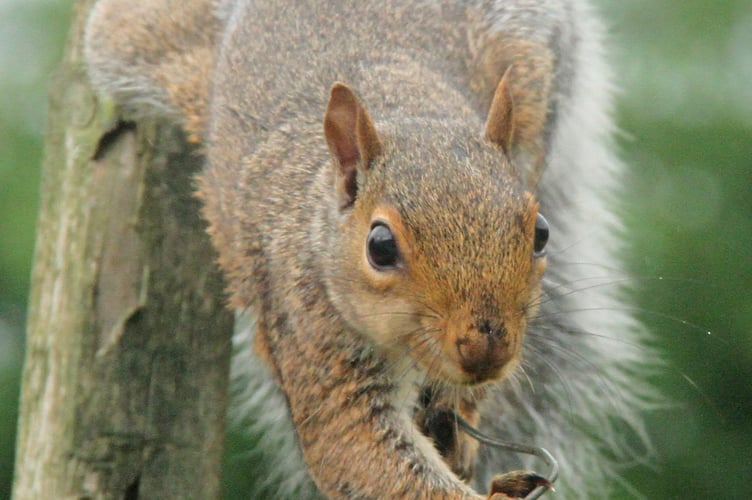 Squirrel's high wire act