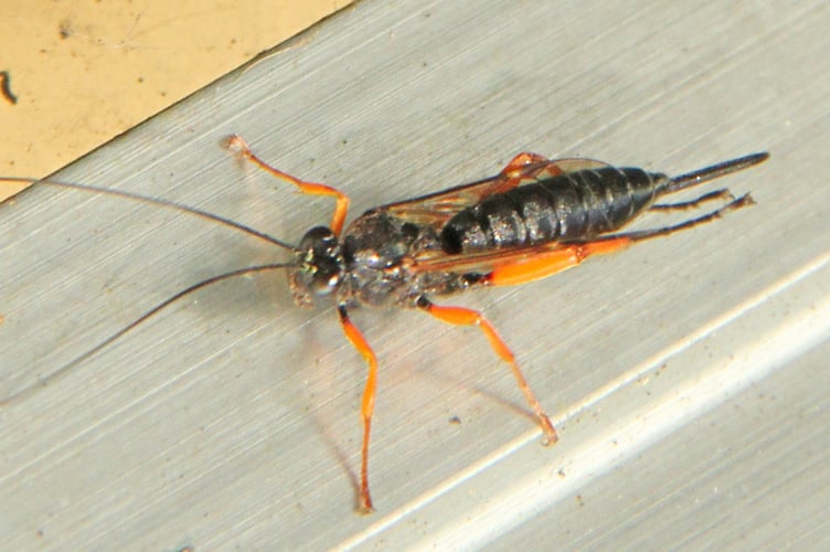 Ichneumon fly