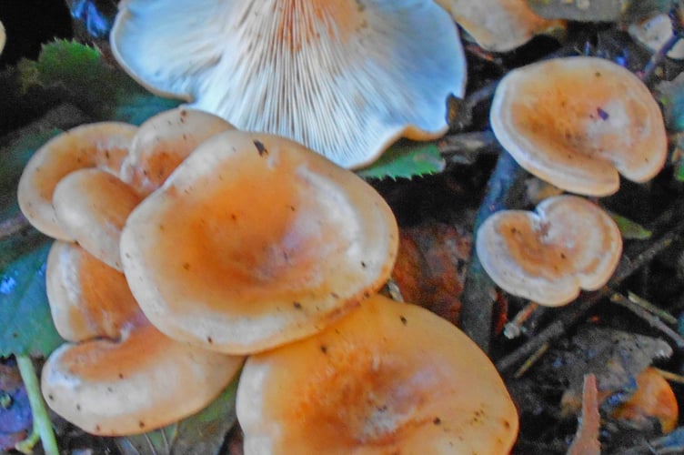 Velvet shank mushrooms