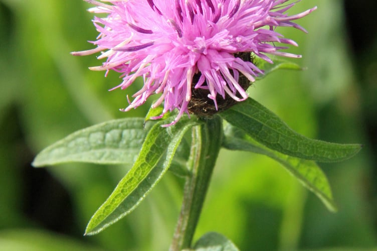 Knapweed