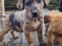 Appeal launched to find Koda the dog amid suspected theft