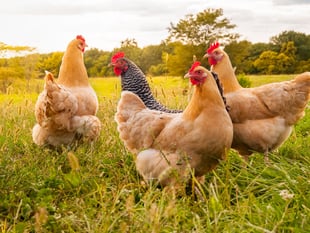 RSPCA praises plans to safeguard animal welfare standards 