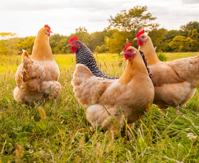 RSPCA praises plans to safeguard animal welfare standards 