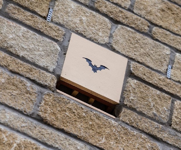 Helping bats take flight in Cornwall