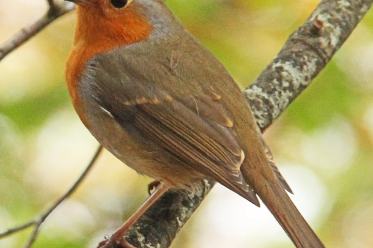 Robin watching