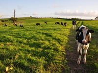 Council rejects recommendation to serve 50 per cent plant food 