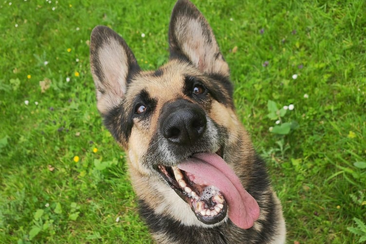 AMIE is now looking for a new home with a loving family who can help in her recovery