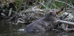 Consultation to be held over reintroduction of beaver