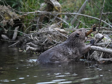 Consultation to be held over reintroduction of beaver