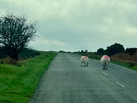 Police to raise awareness of dog control across Bodmin Moor
