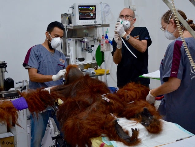 Launceston Orangutan Emergency Mission