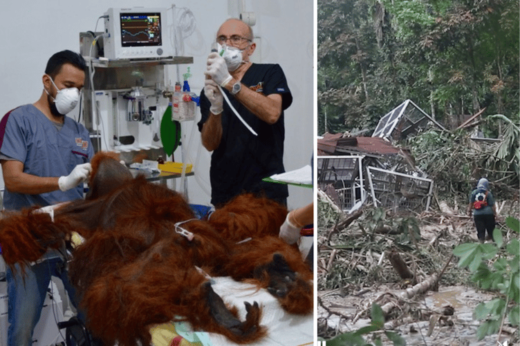 Launceston Orangutan Emergency Mission