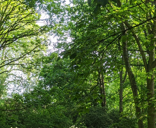Forest for Cornwall celebrates 1.6 million trees planted