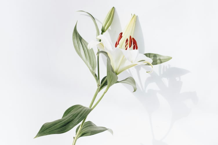 Funeral lily flower