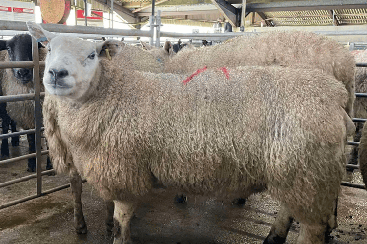 Draft Ewes to a market record of £275!