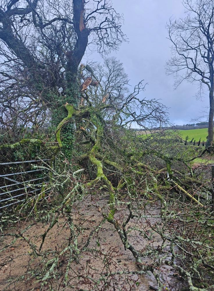 Trees near Cardinham Woods have also borne the brunt of the 'mini tornado' (Picture: Lyn Smith/Little Margate Equestrian)