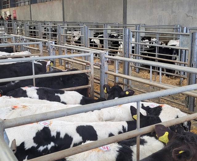 Holsworthy Livestock Market Report: Wednesday, January 22