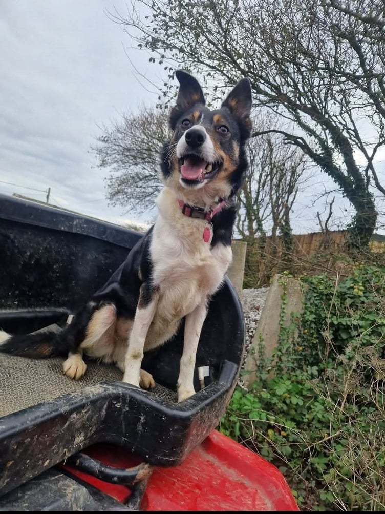Three-year-old Border Collie Pearl. Photo released January 24 2025. A vet rebuilt a sheepdogs mouth after her jaw was virtually smashed off in a hit-and-run by performing a root canal.Three-year-old Border Collie Pearl was rushed to a vet after a car ploughed into her on a country road.Pearl suffered horrific facial injuries which left he upper jaw hanging off her face.Graphic photographs show the poor pooch after she was taken to Linnaeus-owned Cave Veterinary Specialists, in West Buckland, Somerset.