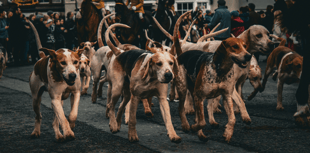 Local hunt refutes claims of illegal fox hunting following incident 