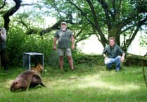 Beavers reportedly "kidnapped" from Bodmin Moor wellness and yoga retreat