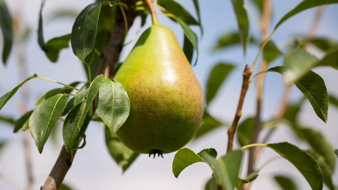 New variety of pear discovered in Launceston | bude-today.co.uk