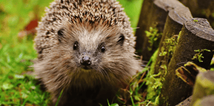 Hedgehog charity launches fundraiser to generate its own energy