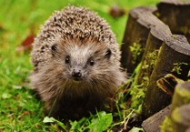 Hedgehog charity launches fundraiser to generate its own energy