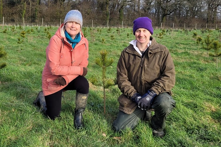 Rob and Catherine Moore with a conifer sapling planted at Yeomadon Farm. (Picture: Yeomadon Farm)