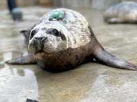 Rehabilitated seal pup has been on quite the adventure since release