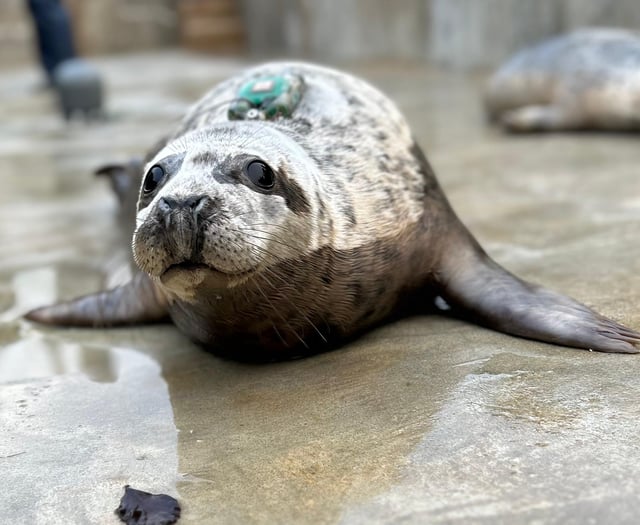 Rehabilitated seal pup has been on quite the adventure since release