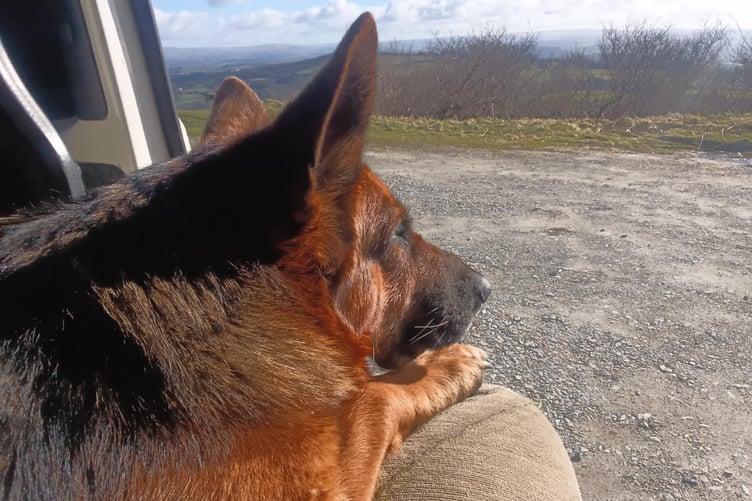 BEE Turner's dog Shelby looking out from their van, which has been their home for nearly a year