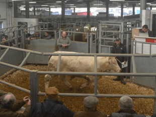 Holsworthy Livestock Market Report: Wednesday, March 5