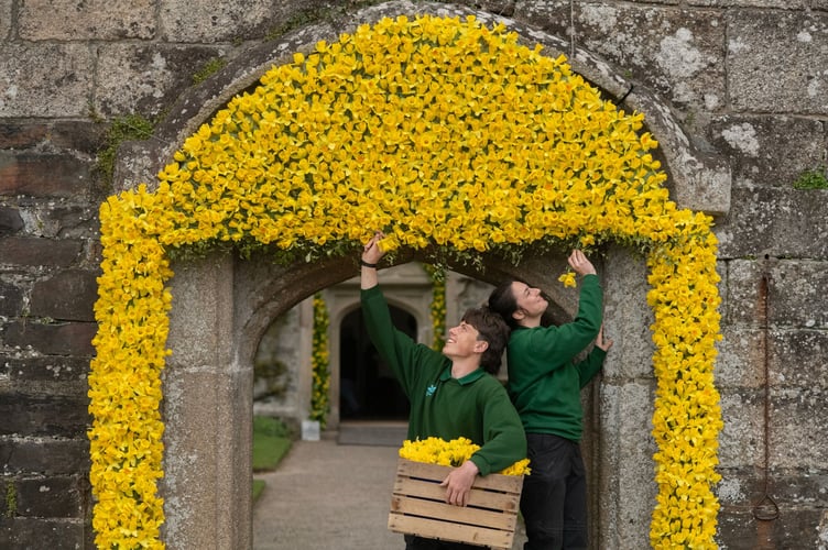 The gardening team at Cotehele working on this year's daffodil arch. 
