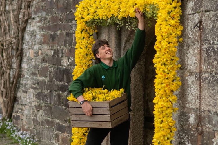 One of the gardening team at Cotehele working on this year's daffodil arch