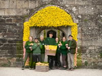 Cotehele staff weave their magic for vibrant daffodil displays 