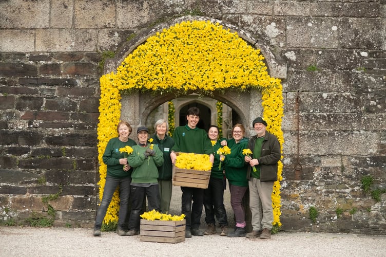 Staff and volunteers complete the daffodil arch at Cotehele in Cornwall.