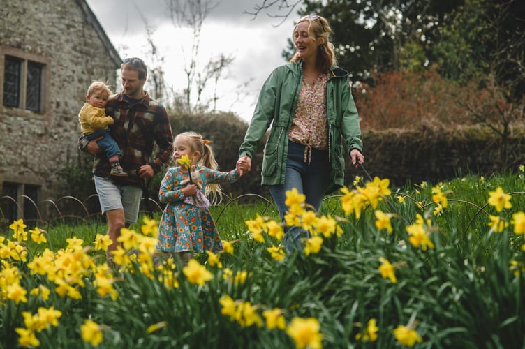 Visitors enjoying this year's bounty of daffodils at Cotehele in Cornwall. 
