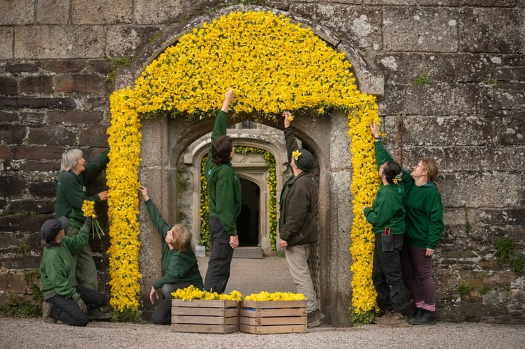 Staff and volunteer gardeners at Cotehele working on this year's daffodil arch. 