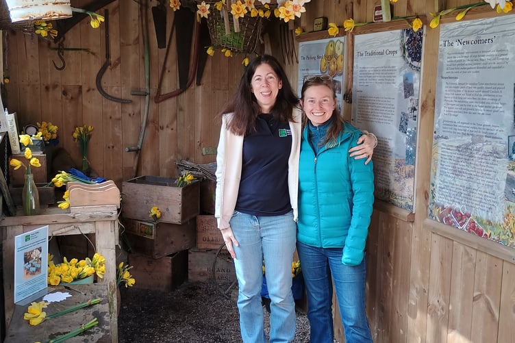 The Tamar Valley National Landscapes team get the opportunity to decorate the packing shed for the annual Daffodil Festival. (Picture: Tamar Valley National Landscapes)