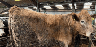 Hallworthy Livestock Market Report: Thursday, March 20