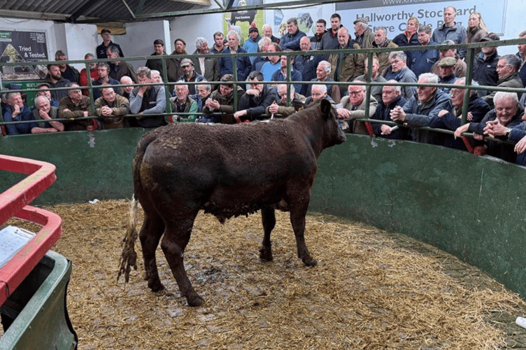 A wonderful day at Hallworthy with 350 Cattle through the Store ring to a top of £2710.