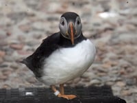 A rare glimpse of winter puffin plumage at the Cornish Seal Sanctuary