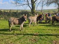 Holsworthy Walk and Talk: Looking forward to spring