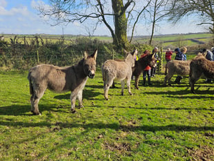 Holsworthy Walk and Talk: Looking forward to spring